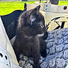 Vador joined the competition — help win amazing prizes! cat, kitten, black_cat, pet, furry, animal, indoor, blanket, soft, carrier, white, green_background, outdoor_blur, curious, young, closeup, side_view, feline, cozy, resting