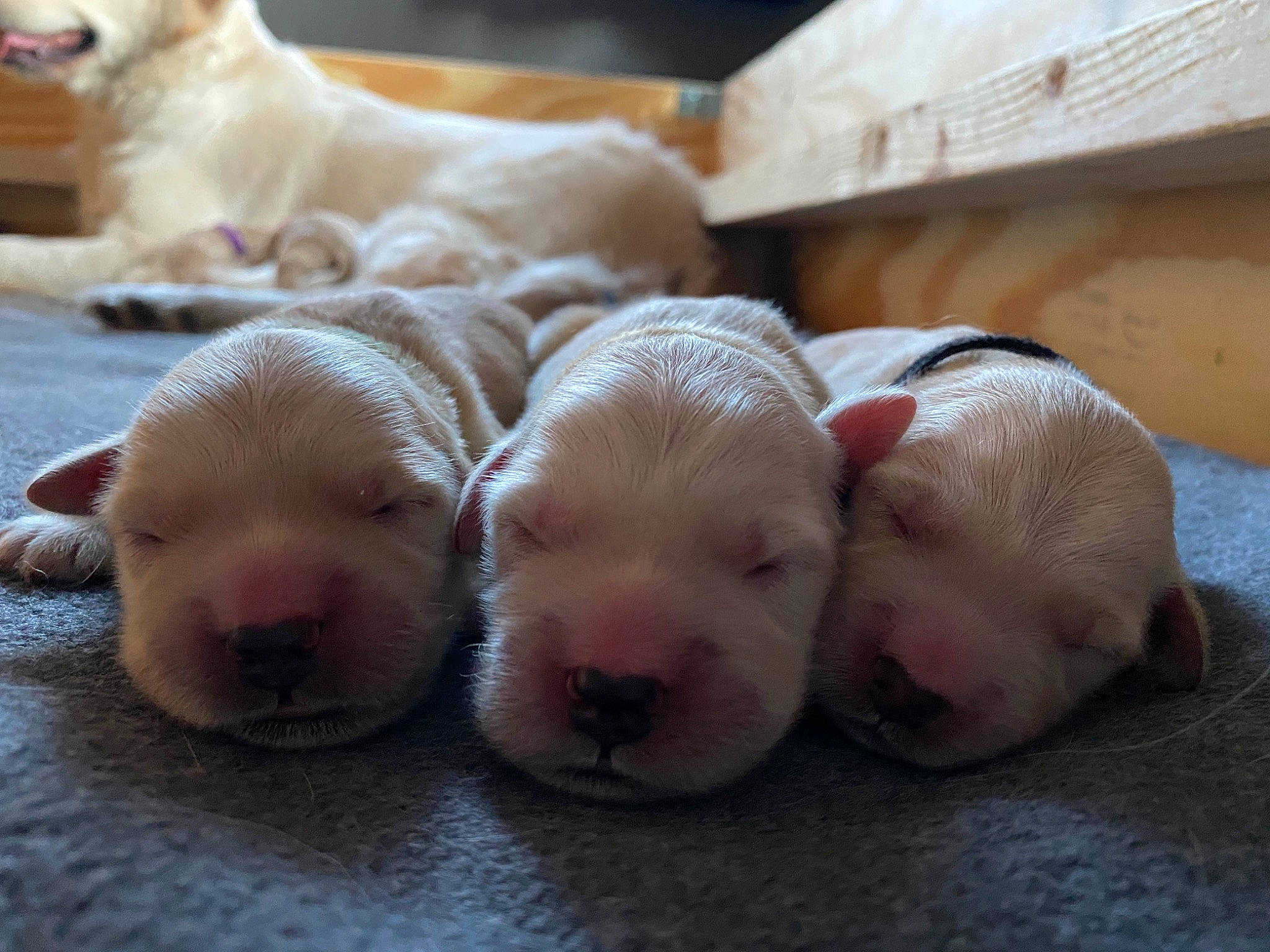 Rona joined the competition — help win amazing prizes! canidae, carnivore, comfort, companion_dog, dog, dog_breed, fawn, flesh, flooring, foot, fur, non_sporting_group, paw, snout, sporting_group, suidae, terrestrial_animal, vertebrate, whiskers