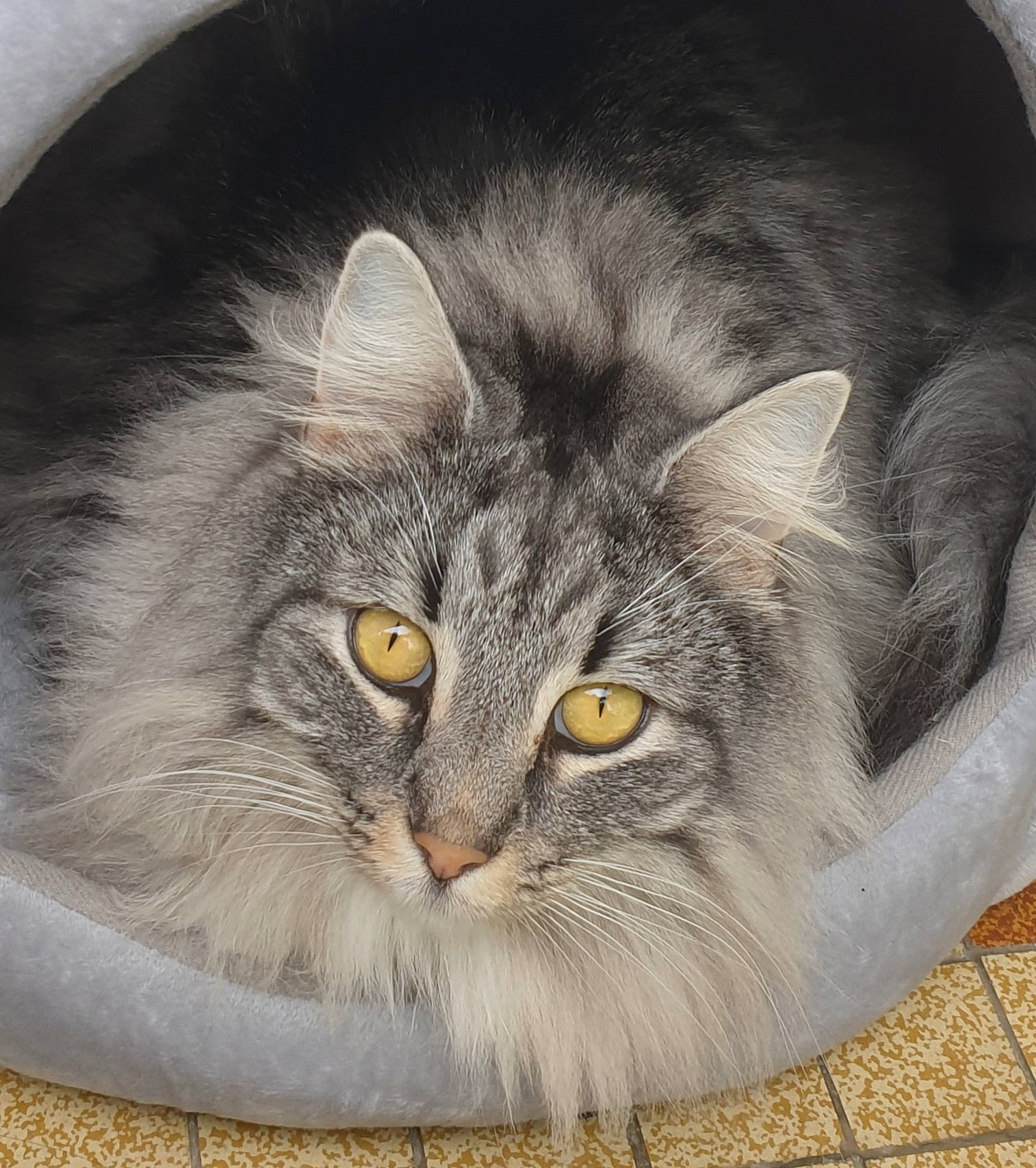 Saona participe au concours pour gagner de l'argent avec cette photo : british_longhair, carnivore, cat, comfort, domestic_short_haired_cat, drawing, eye, felidae, fur, grey, persian, small_to_medium_sized_cats, snout, terrestrial_animal, whiskers
