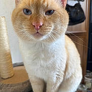 Cooper is registered to the contest to win money with this photo: cat, orange_cat, white_cat, pet, animal, feline, close_up, portrait, sitting, indoors, home, whiskers, ears, pink_nose, blue_eyes, fur, short_hair, scratching_post, serious_expression, photography