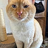 cat, orange_cat, white_cat, pet, animal, feline, close_up, portrait, sitting, indoors, home, whiskers, ears, pink_nose, blue_eyes, fur, short_hair, scratching_post, serious_expression, photography