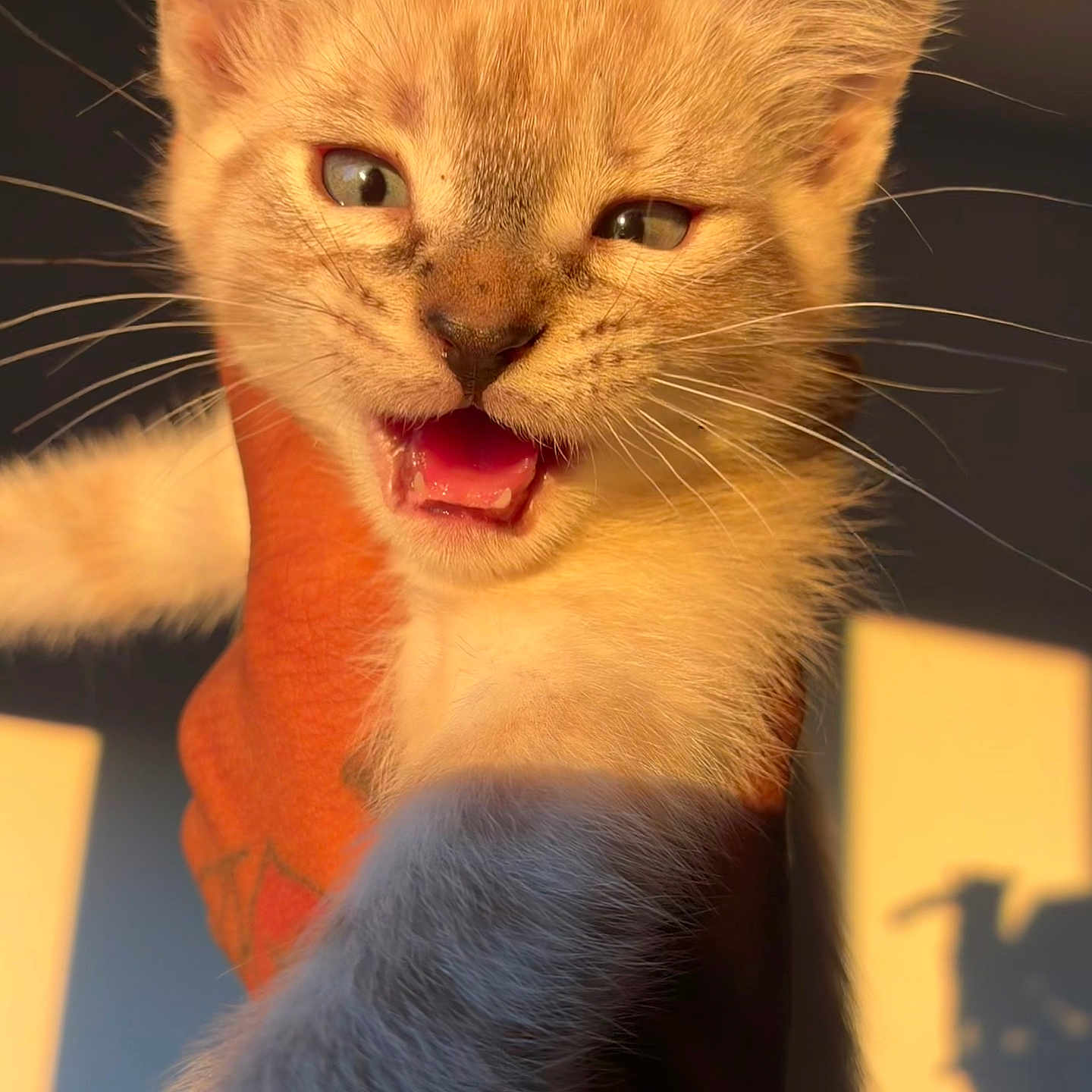 Miso Mae is registered to the contest to win money with this photo: cat, kitten, orange_cat, close_up, animal, pet, feline, whiskers, ears, green_eyes, open_mouth, yawning, meowing, fur, sunlight, warm_lighting, portrait, human_arm, tattoo, indoor