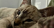 Miso Mae is registered to the contest to win money with this photo: cat, close_up, feline, fur, whiskers, ears, eyes, nose, indoor, sleeping, relaxed, cozy, blanket, portrait, animal, pet, brown_fur, tabby, soft_lighting, home