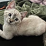 Miso Mae joined the competition — help win amazing prizes! cat, kitten, feline, pet, animal, white_fur, blue_eyes, pointed_ears, whiskers, curled_tail, lying_down, relaxed, cute, portrait, indoor, blanket, bed, green_blanket, pink_blanket, cozy