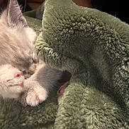 Miso Mae is registered to the contest to win money with this photo: cat, kitten, feline, sleeping, cuddling, fluffy, fur, white_cat, gray_cat, pink_nose, paws, whiskers, animal, pet, blanket, fleece, cozy, indoors, close_up, adorable