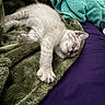 Miso Mae joined the competition — help win amazing prizes! cat, kitten, white_cat, sleeping, sleepy, relaxed, lying_down, paw, whiskers, pink_nose, fur, blanket, bedding, cozy, indoor, home, purple, green, turquoise, close_up