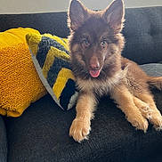 Arthur joined the competition — help win amazing prizes! puppy, dog, couch, indoor, pet, fur, tongue, ears, pillow, yellow, window, light, cozy, relaxed, playful, animal, home, furniture, cute, smiling