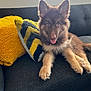 puppy, dog, couch, indoor, pet, fur, tongue, ears, pillow, yellow, window, light, cozy, relaxed, playful, animal, home, furniture, cute, smiling