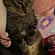 Timothy is registered to the contest to win money with this photo: cat, tabby, pet, whiskers, paws, belly, furry, close_up, indoor, cozy, sleeping, relaxed, pillow, fluffy_pillow, blanket, floral_blanket, pink, cords, earbuds, cute