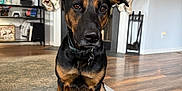 Dusty joined the competition — help win amazing prizes! animal, black_and_tan, calm, canine, collar, cute, dog, domestic, ears, fireplace, floor, furniture, home_decor, indoor, living_room, pet, rug, sitting, stockings, wood_floor