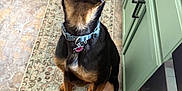 Dusty is registered to the contest to win money with this photo: dog, pet, indoor, kitchen, floor, rug, collar, brown, black, ears, sitting, looking_up, cabinet, tile_floor, reflection, animal, domestic, canine, waiting, curious