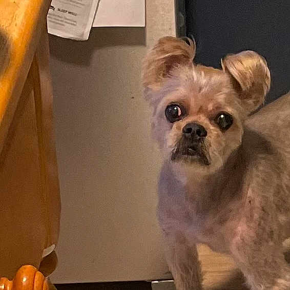 Berta joined the competition — help win amazing prizes! black_nose, brown_fur, chair, curious, dark_eyes, dog, floor, fluffy_ears, funny_expression, fur, hallway, home, indoor, looking_at_camera, pet, portrait, scruffy_dog, small_dog, standing, wooden_furniture