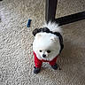 Mini is registered to the contest to win money with this photo: animal, black_shoes, black_table, carpet, curious, cute, dog, dog_outfit, fluffy, fur, home, indoor, pet_clothing, pet_toy, pomeranian, red_clothing, small_dog, standing, toy, white_dog