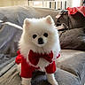 Mini joined the competition — help win amazing prizes! adorable, animal, companion, couch, cozy, cute, dog, domestic, fluffy, furniture, household, indoor, pet, pomeranian, portrait, red_bow_tie, red_outfit, small_dog, soft_lighting, white_fur
