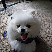 Mini joined the competition — help win amazing prizes! animal, baby_gate, booties, carpet, cute, dog, domestic, fluffy, fur, happy, indoor, mouth_open, pet, playful, pomeranian, puppy, scarf, small_dog, tongue, white
