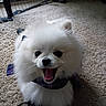 animal, baby_gate, booties, carpet, cute, dog, domestic, fluffy, fur, happy, indoor, mouth_open, pet, playful, pomeranian, puppy, scarf, small_dog, tongue, white