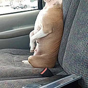 Dd joined the competition — help win amazing prizes! dog, car, vehicle, seated, upright, portrait, profile, brown_and_white, short_hair, pointed_ears, collar, animal, pet, car_seat, seatbelt, window, outdoor, toolbox, keys, funny