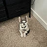 kitten, cat, gray_and_white, sitting, indoor, carpet, collar, tag, portrait, pet, cute, alert, looking_at_camera, home, bedroom, dresser, furniture, electrical_outlet, charger, floor