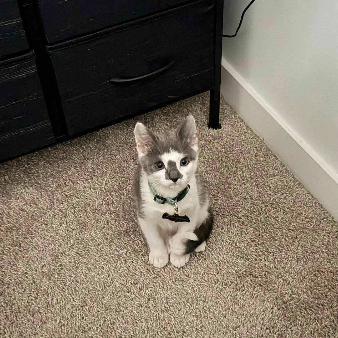 Edward joined the competition — help win amazing prizes! kitten, cat, gray_and_white, sitting, indoor, carpet, collar, tag, portrait, pet, cute, alert, looking_at_camera, home, bedroom, dresser, furniture, electrical_outlet, charger, floor