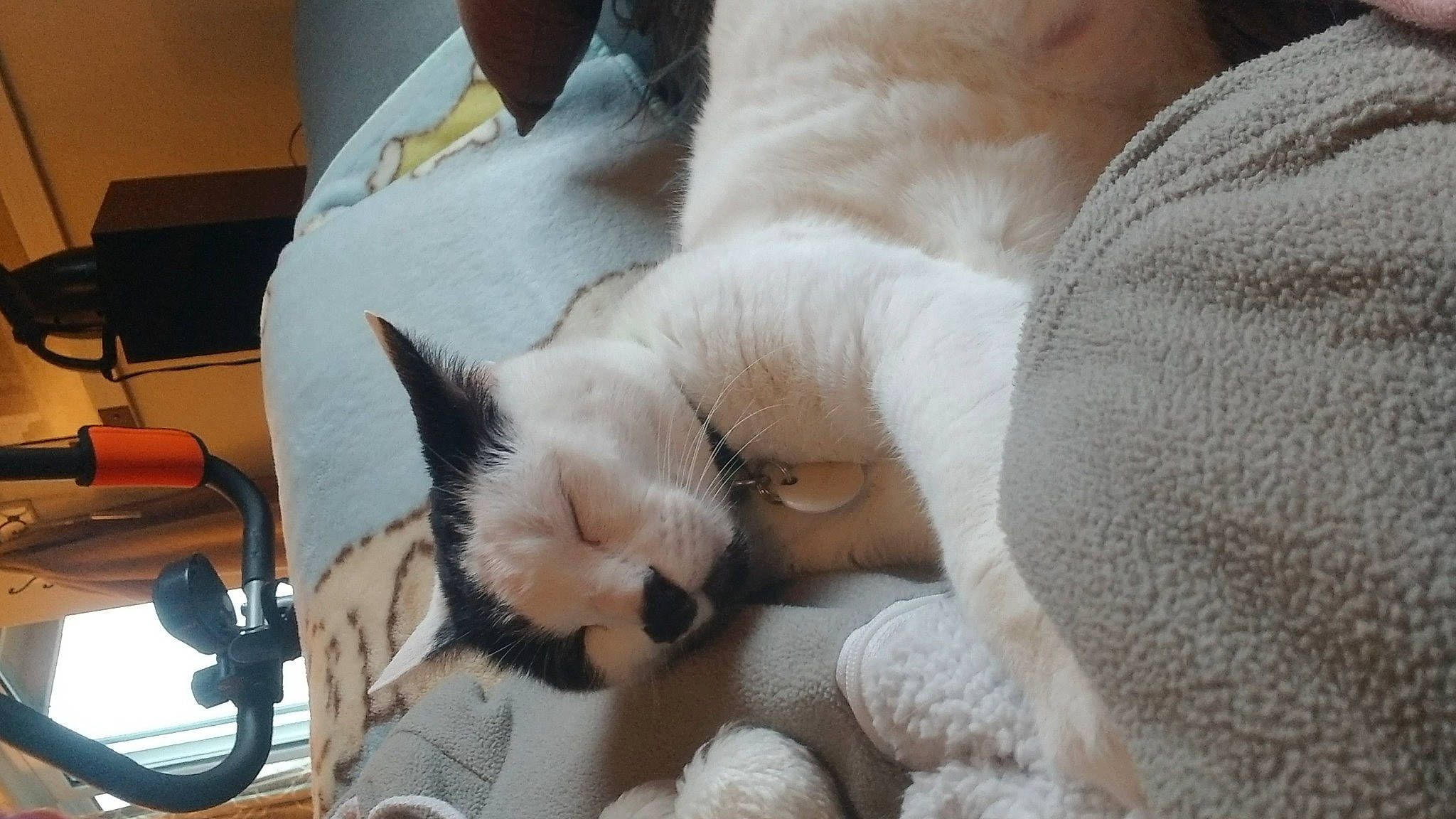 Ozzie joined the competition — help win amazing prizes! carnivore, cat, chair, claw, comfort, domestic_short_haired_cat, fawn, felidae, fur, linens, nap, paw, sleep, small_to_medium_sized_cats, snout, tail, thai, whiskers