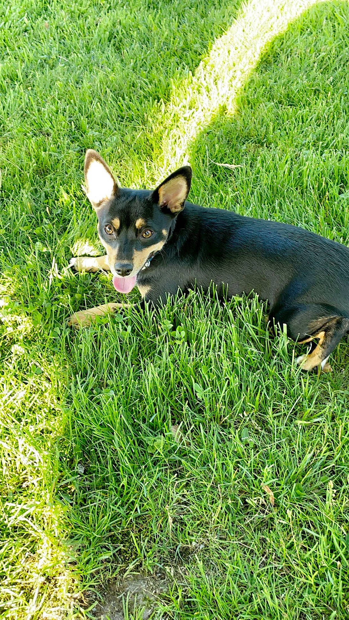 Cookie joined the competition — help win amazing prizes! canidae, carnivore, companion_dog, dog, dog_breed, electric_blue, grass, grassland, groundcover, pinscher, plant, prazsky_krysarik, snout, sporting_group, tail, terrestrial_animal, terrestrial_plant, toy_dog, whiskers, working_animal