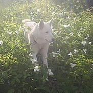 Sparkie is registered to the contest to win money with this photo: animal, canine, daylight, dog, flora, flowers, garden, grass, greenery, nature, outdoor, peaceful, pet, plants, scenery, spring, summer, sunlight, walking, white_dog
