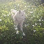 animal, canine, daylight, dog, flora, flowers, garden, grass, greenery, nature, outdoor, peaceful, pet, plants, scenery, spring, summer, sunlight, walking, white_dog