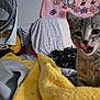 kitten, cat, pet, animal, indoor, blanket, yellow, fan, fabric, texture, playful, tongue, closeup, furniture, home, cozy, curious, soft, grey, cute