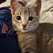 Mollie is registered to the contest to win money with this photo: cat, gray_tabby, close_up, whiskers, eyes, ears, fur, pet, indoor, blanket, fabric, cartoon_character, resting, cute, animal, mammal, domestic, soft, cozy, curious