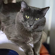 Jaxxx is registered to the contest to win money with this photo: cat, gray_cat, pet, animal, feline, indoor, fur, yellow_eyes, relaxed, close_up, whiskers, cute, domestic_cat, mammal, soft, cozy, resting, portrait, looking_at_camera, blurred_background