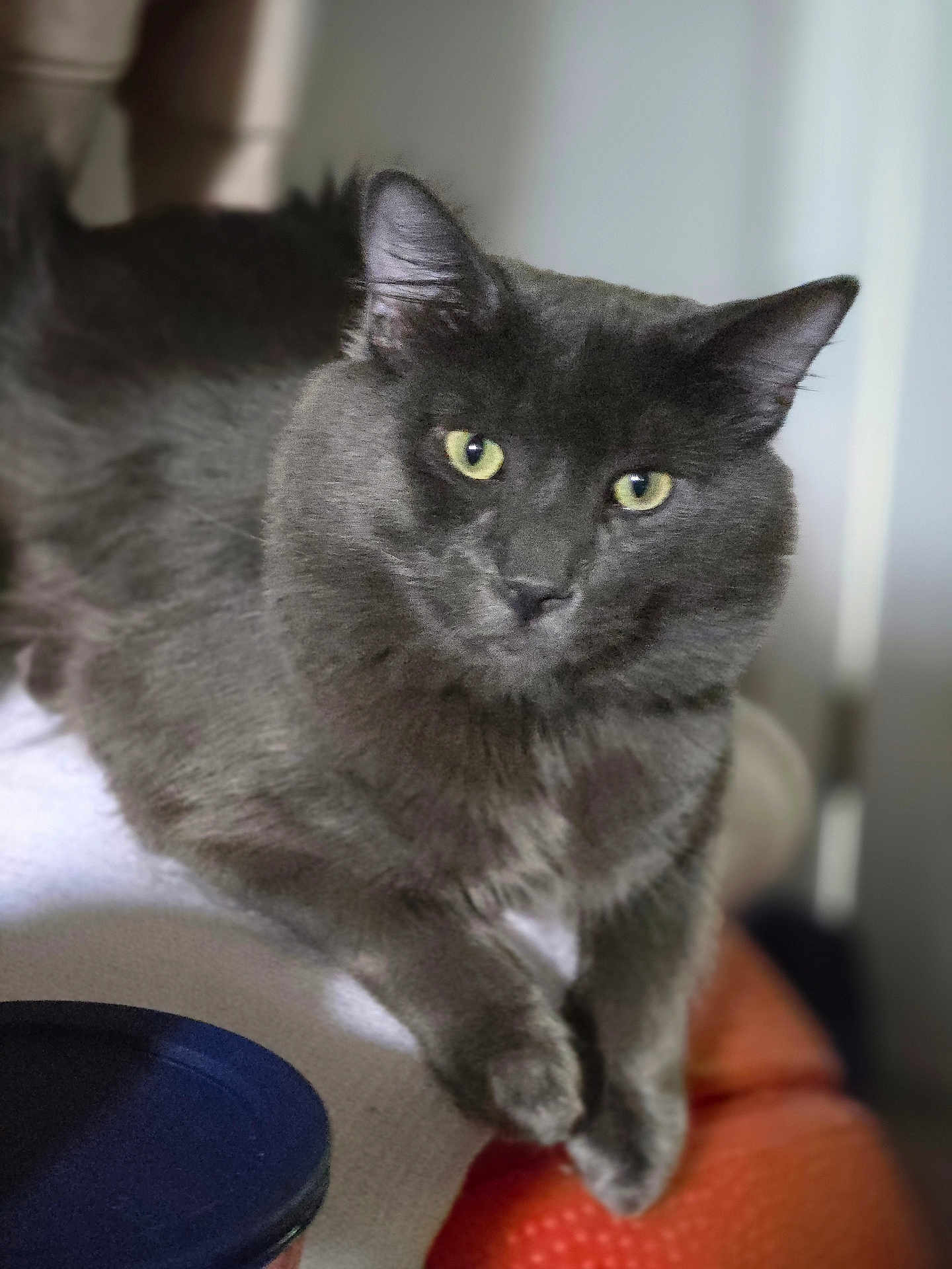 Jaxxx is registered to the contest to win money with this photo: cat, gray_cat, pet, animal, feline, indoor, fur, yellow_eyes, relaxed, close_up, whiskers, cute, domestic_cat, mammal, soft, cozy, resting, portrait, looking_at_camera, blurred_background