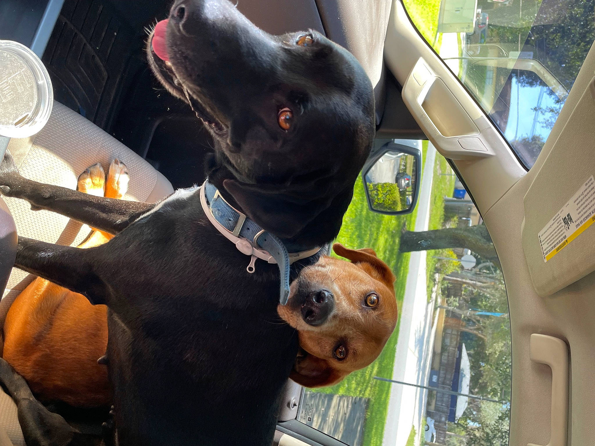 Bella And Lacy joined the competition — help win amazing prizes! automotive_mirror, car_seat, car_seat_cover, carnivore, collar, companion_dog, dog, dog_breed, dog_collar, dog_supply, eyewear, fawn, kitchen_utensil, motor_vehicle, pet_supply, snout, sporting_group, vehicle, vehicle_door, working_animal