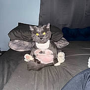 Munchie is registered to the contest to win money with this photo: animal, bed, cat, cozy, cute, domestic_animal, feline, fur, gray_cat, home, indoor, pet, pillow, relaxed, resting, shaved_belly, sitting, whiskers, white_cat, yellow_eyes