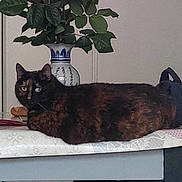 Vodka participe au concours pour gagner de l'argent avec cette photo : animal, black_cat, brown_fur, cat, cats, flowers, furniture, green_leaves, home, indoor, lounging, pet, pink_roses, portrait, seated, second_cat, table, tortoiseshell_cat, vase, wooden_chairs