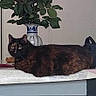animal, black_cat, brown_fur, cat, cats, flowers, furniture, green_leaves, home, indoor, lounging, pet, pink_roses, portrait, seated, second_cat, table, tortoiseshell_cat, vase, wooden_chairs