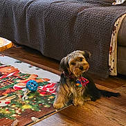 Milo is registered to the contest to win money with this photo: dog, small_dog, toy, blue_ball, holiday_rug, wood_floor, couch, blanket, knitted_blanket, indoor, pet, collar, cute, head_tilt, floor, living_room, furniture, decor, animal, cozy