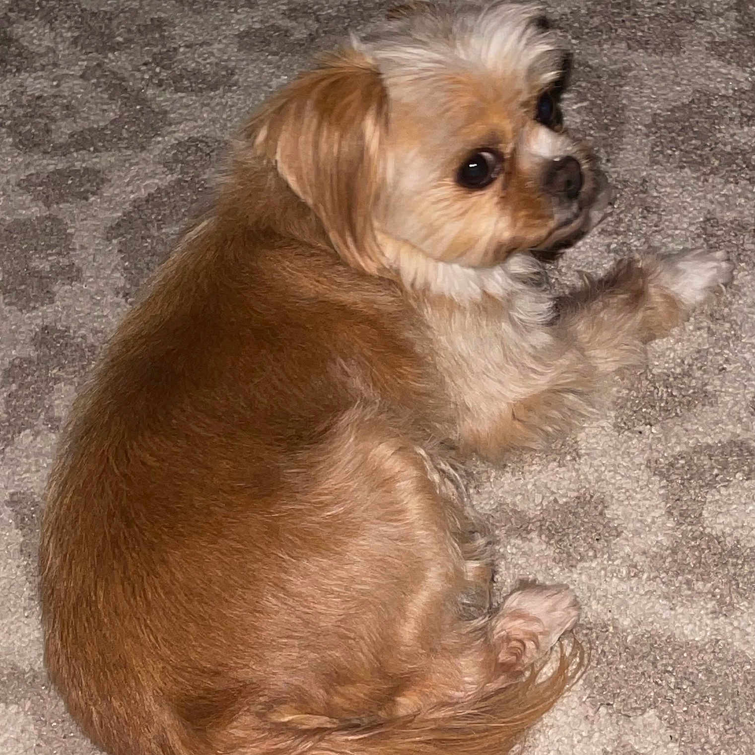 Coco joined the competition — help win amazing prizes! animal, canine, chihuahua, cockerspaniel, dog, hound, papillon, pet, poodle, puppy, terrier, whitedog