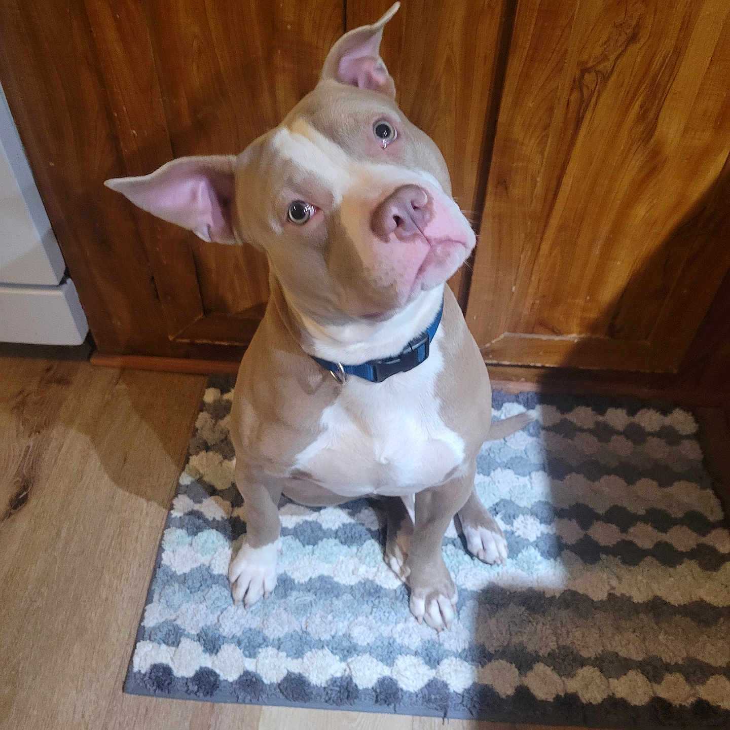 Loki joined the competition — help win amazing prizes! animal, brown, canine, collar, companion, cute, dog, domestic_animal, ears_up, floor, furniture, household, indoor, looking_up, pet, portrait, rug, sitting, white, wooden_cabinet