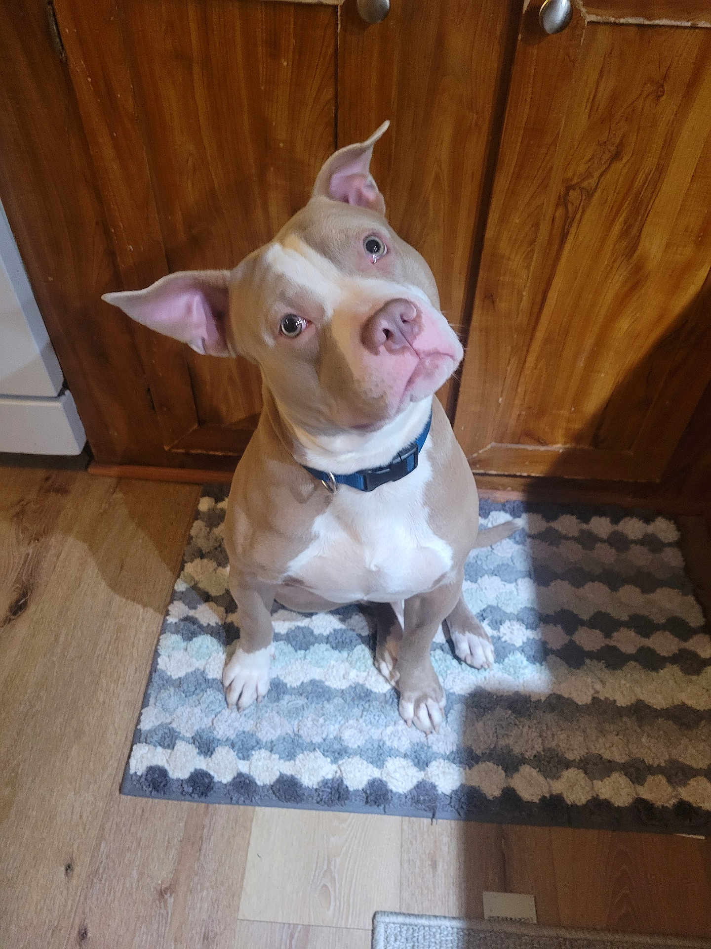 Loki