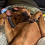 Remmy joined the competition — help win amazing prizes! animal, brown_fur, canine, closeup, comfort, cozy, dog, domestic_animal, ears, fur, indoor, lying_down, mammal, paw, peaceful, pet, relaxed, resting, sleeping, snout