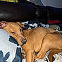 Remmy is registered to the contest to win money with this photo: animal, blanket, brown_dog, canine, closeup, comfort, couch, dog, domestic_animal, fur, home, indoor, leisure, living_room, paw, pet, relaxed, resting, sleepy, tail