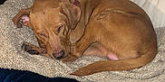 Remmy is registered to the contest to win money with this photo: blanket, brown_dog, canine, comfort, couch, cozy, curled_up, dog, domestic_animal, fur, furniture, household, indoor, nap, pet, pillows, relaxation, resting, sleeping, tail