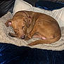 blanket, brown_dog, canine, comfort, couch, cozy, curled_up, dog, domestic_animal, fur, furniture, household, indoor, nap, pet, pillows, relaxation, resting, sleeping, tail