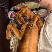 Remmy joined the competition — help win amazing prizes! animal, blanket, brown_dog, canine, comfort, couch, cozy, dog, domestic_animal, foot, fur, furniture, indoor, leisure, napping, paw, pet, relaxed, resting, sleeping