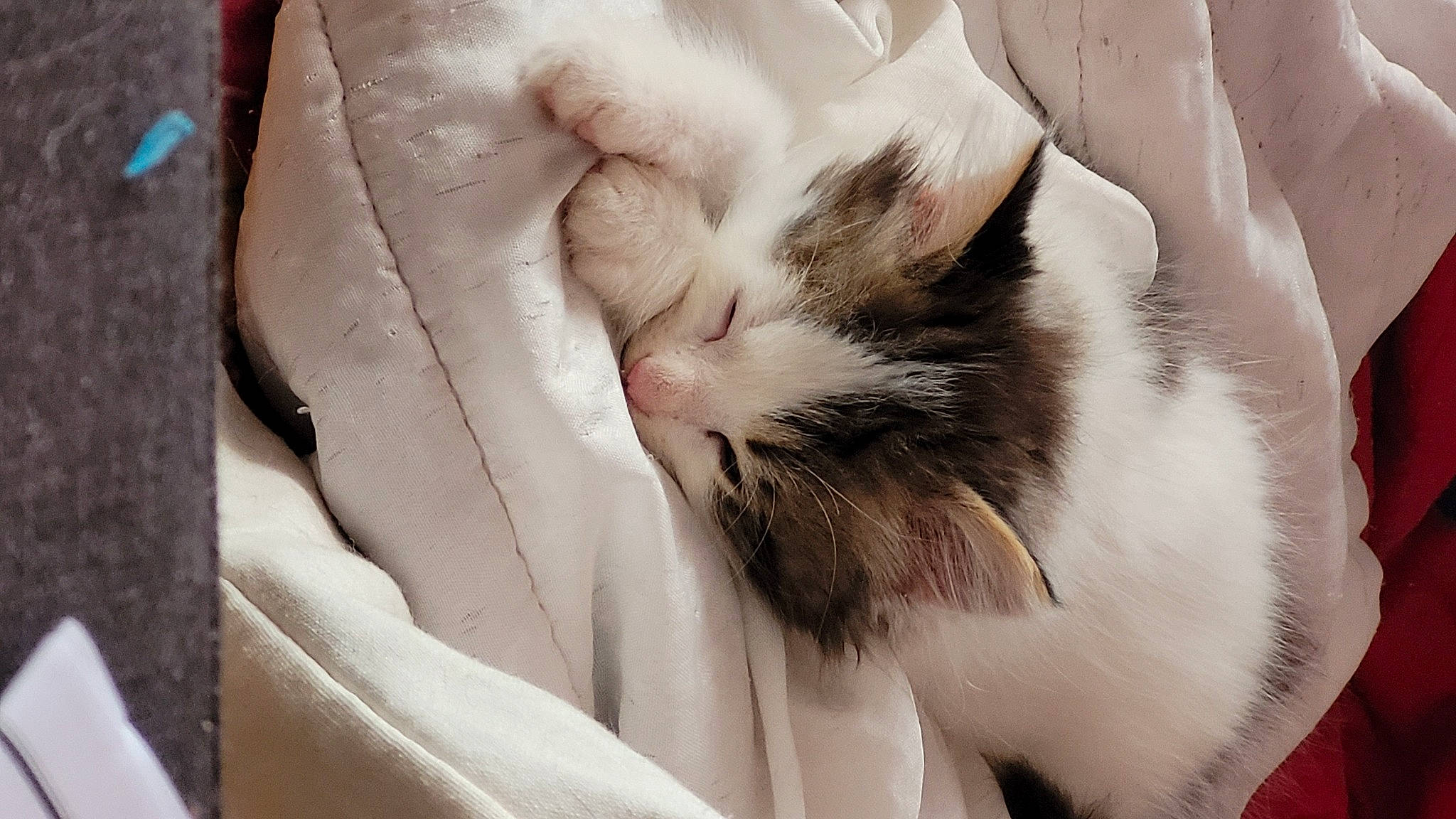 Frimousse a rejoint le concours — aidez-le/la à gagner de superbes lots ! carnivore, cat, claw, comfort, felidae, fur, gesture, linens, nap, paw, ragdoll, sleep, small_to_medium_sized_cats, snout, tail, terrestrial_animal, whiskers