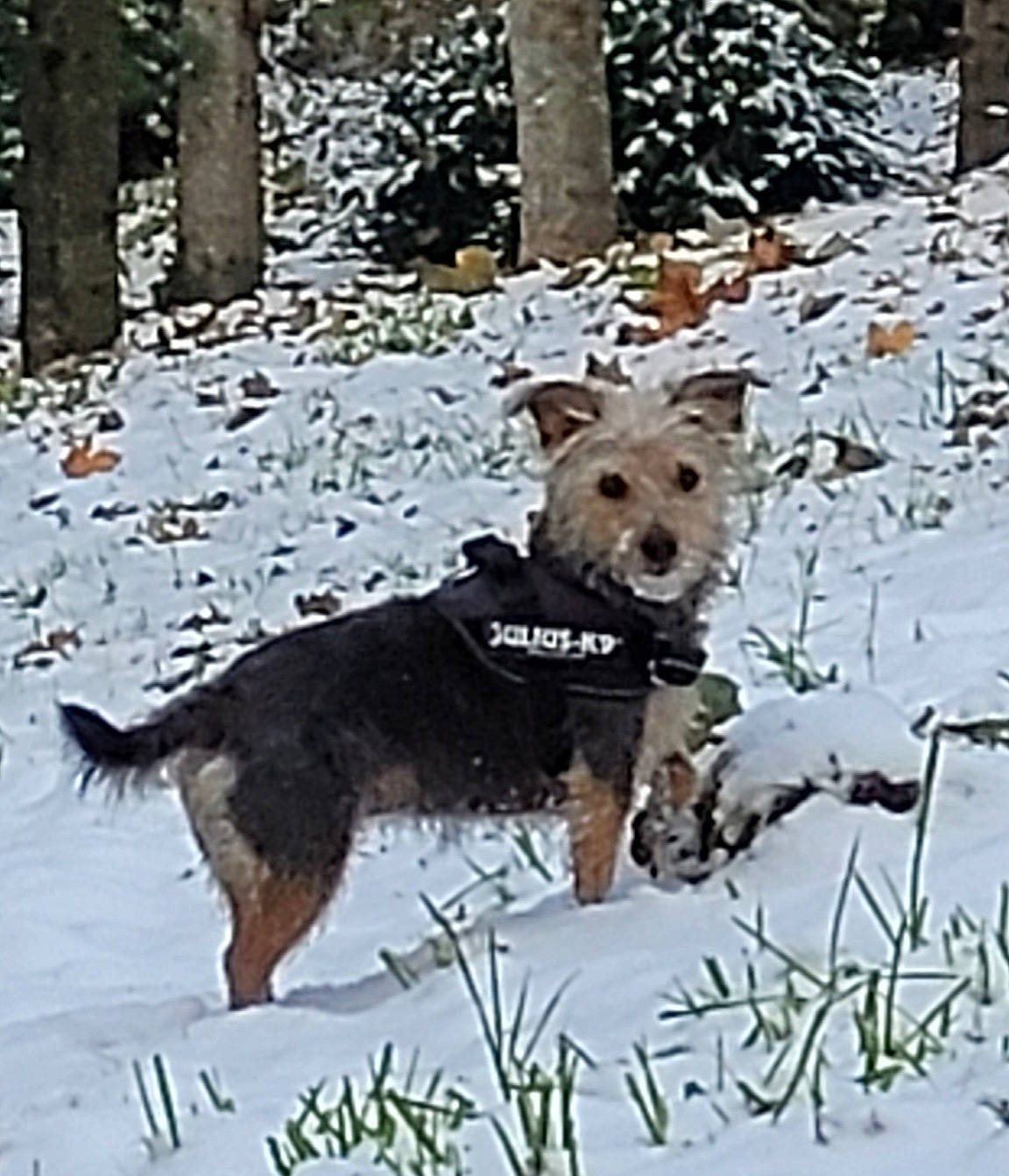 Helsy participe au concours pour gagner de l'argent avec cette photo : canidae, canis, carnivore, companion_dog, dog, dog_breed, dog_supply, freezing, fur, pet_supply, snout, snow, sporting_group, tail, terrestrial_animal, twig, water, winter, working_animal, working_dog