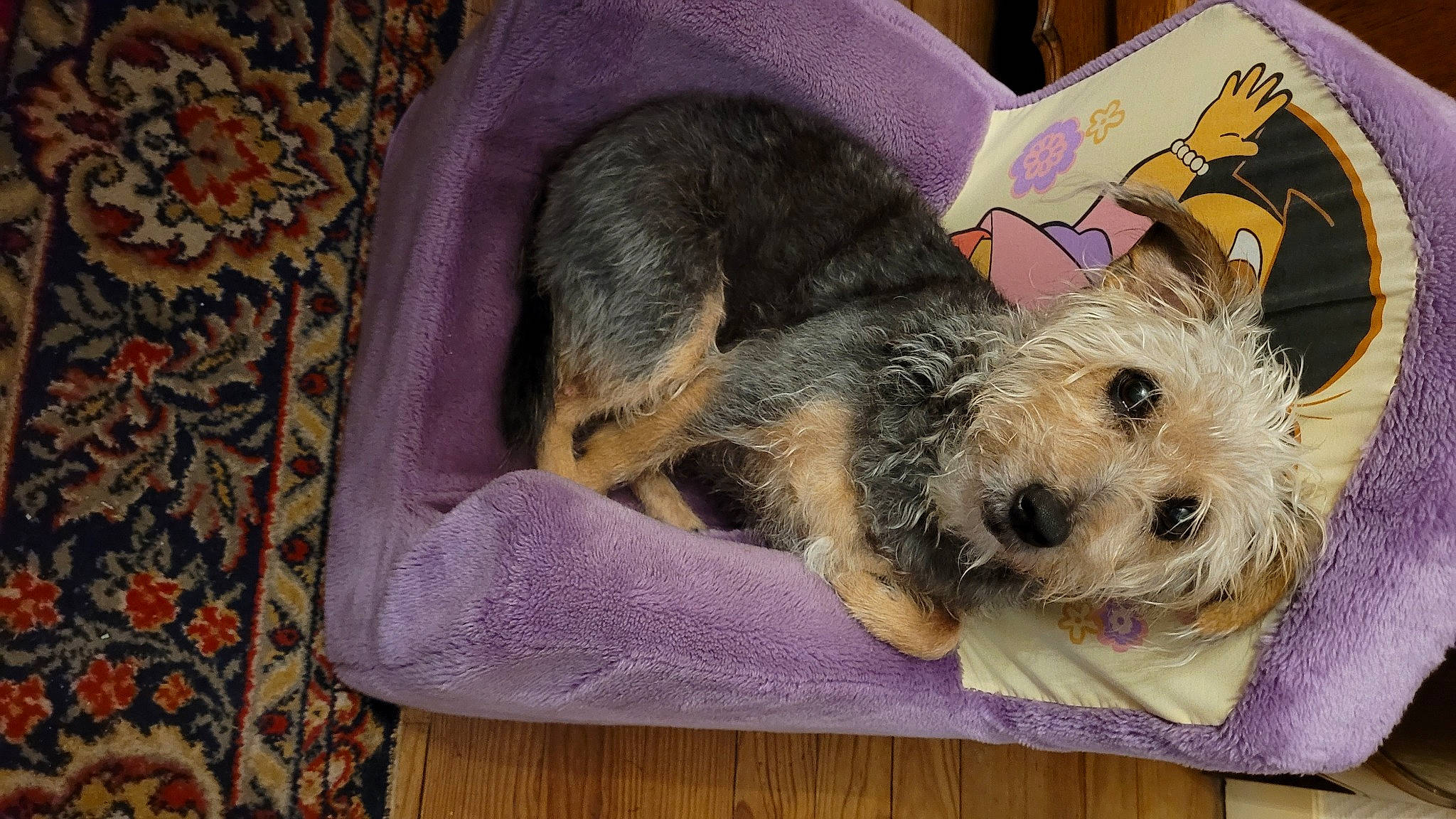 Helsy participe au concours pour gagner de l'argent avec cette photo : airedale_terrier, canidae, carnivore, comfort, companion_dog, dog, dog_bed, dog_breed, dog_clothes, dog_supply, fur, linens, pet_supply, puppy_love, small_terrier, sporting_group, terrier, toy_dog, yorkipoo, yorkshire_terrier