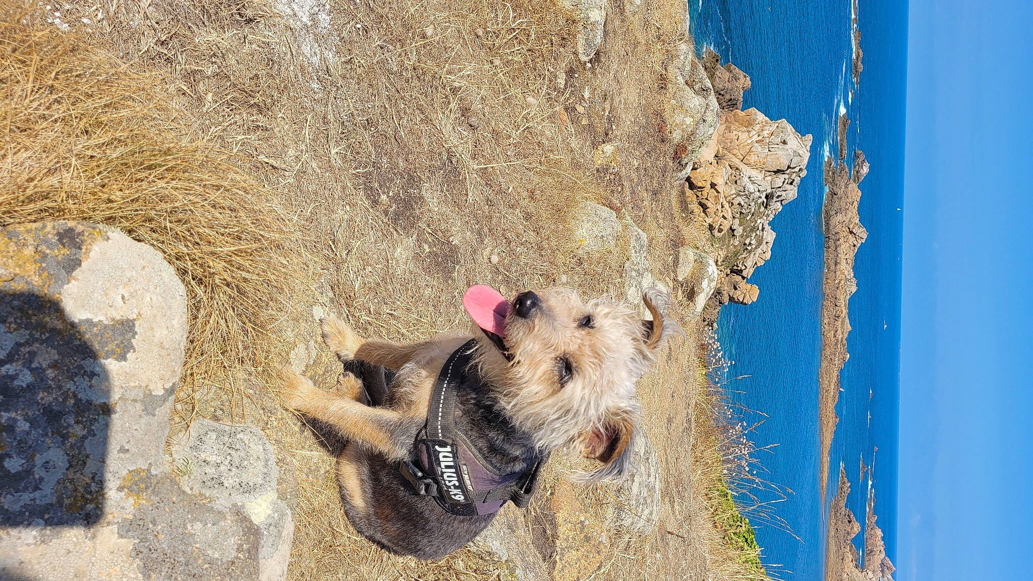 Helsy participe au concours pour gagner de l'argent avec cette photo : adventure, beach, canidae, carnivore, dog, dog_breed, fawn, fur, landscape, plant, recreation, rock, snout, soil, sporting_group, terrestrial_animal, trunk, water, wood