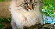 Drako participe au concours pour gagner de l'argent avec cette photo : animal, blue_eyes, cat, close_up, dry_leaves, feline, fluffy, fur, garden, green_leaves, nature, outdoor, peaceful, pet, portrait, shadows, sunlight, tree_trunk, whiskers, wood_log