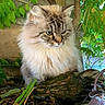 animal, blue_eyes, cat, close_up, dry_leaves, feline, fluffy, fur, garden, green_leaves, nature, outdoor, peaceful, pet, portrait, shadows, sunlight, tree_trunk, whiskers, wood_log